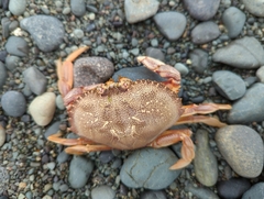 Metacarcinus magister