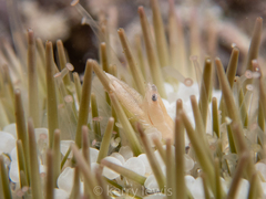 Gnathophylloides mineri