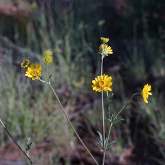 Hymenothrix dissecta