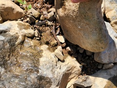 Nerodia sipedon pleuralis