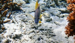 Lutjanus carponotatus