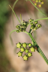 Asclepias praemorsa