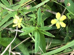 Lysimachia hybrida