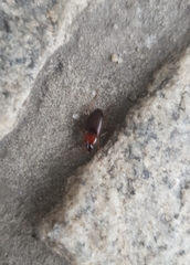 Calathus melanocephalus