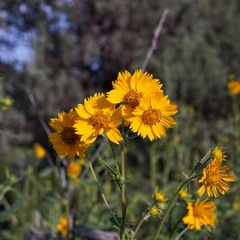 Verbesina encelioides