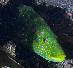 Labrus viridis