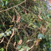 Acacia montigena