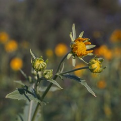 Verbesina encelioides