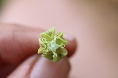 Asclepias praemorsa