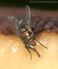 Lucilia
