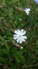 Behenantha