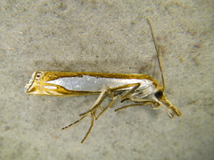 Crambus watsonellus