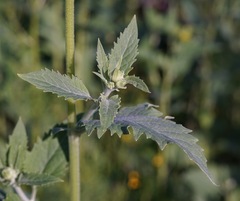 Verbesina encelioides