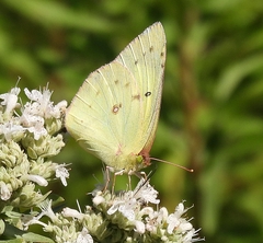 Colias philodice