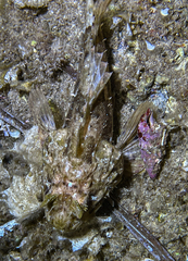 Scorpaena porcus