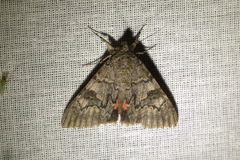Catocala nupta
