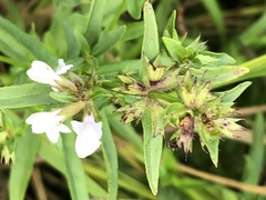 Stachys hyssopifolia