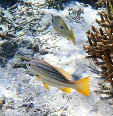 Lutjanus carponotatus