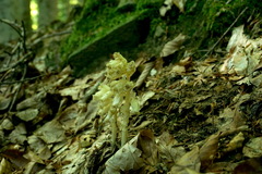 Monotropa hypopitys
