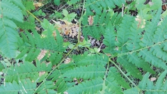Pteridium latiusculum japonicum