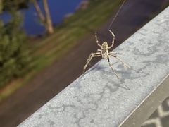 Larinioides sclopetarius