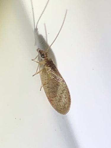 Brown pine lacewing photo 5