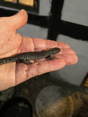 Triturus cristatus