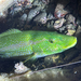 Green Wrasse - Photo (c) Bernat Espigulé, some rights reserved (CC BY-NC), uploaded by Bernat Espigulé