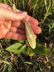 Asclepias ovalifolia