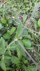 Behenantha