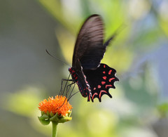 Parides photinus
