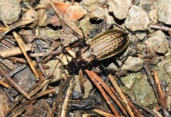 Carabus granulatus