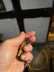 Triturus cristatus