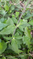 Behenantha