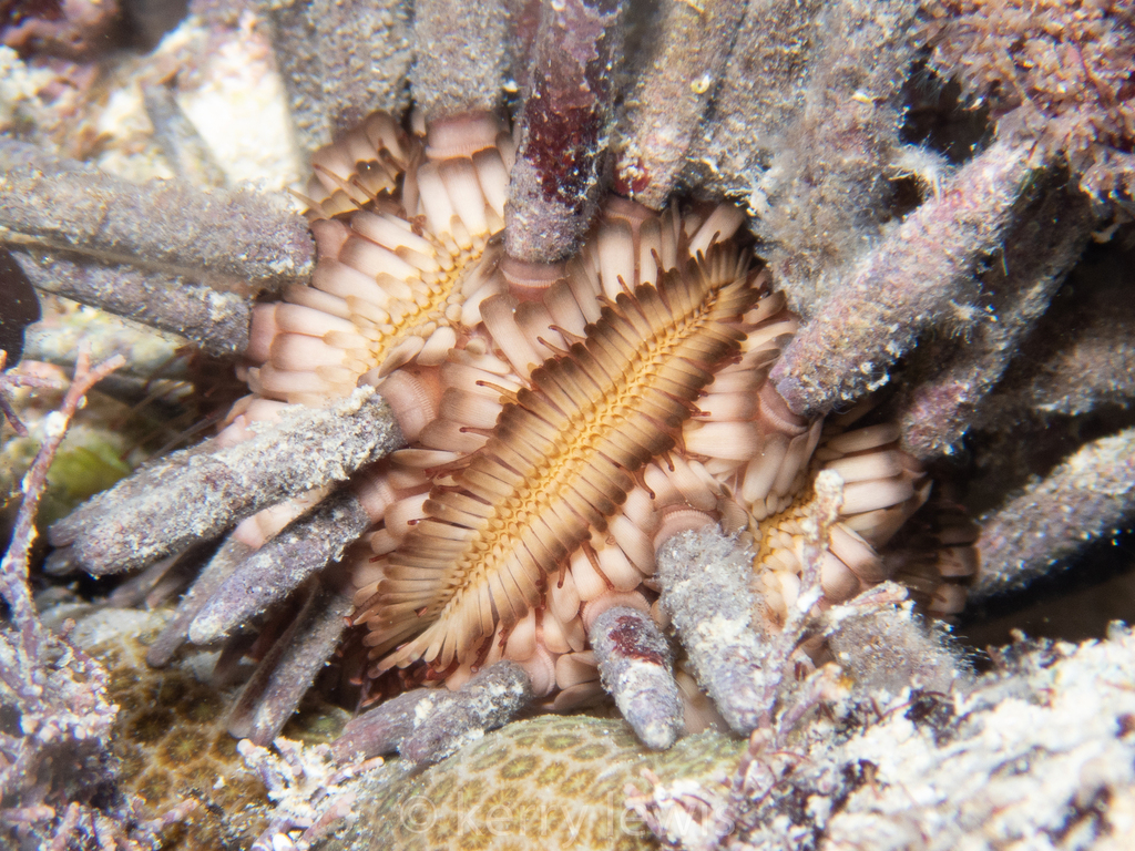 Photo of Slate-pencil urchin (Eucidaris tribuloides)
