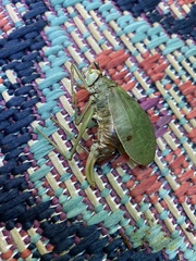 Pterophylla camellifolia