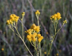 Hymenothrix wislizeni