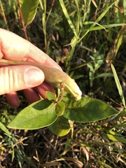 Asclepias ovalifolia