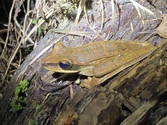 Boana calcarata