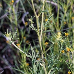 Hymenothrix wislizeni