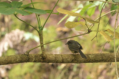 Copsychus malabaricus