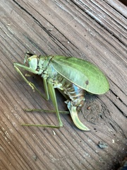 Pterophylla camellifolia