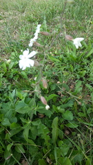 Behenantha