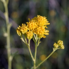 Hymenothrix wislizeni