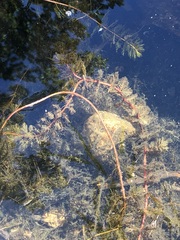 Myriophyllum