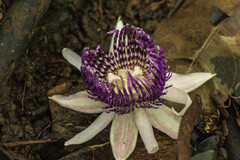 Passiflora laurifolia
