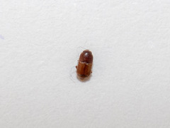 Coleoptera