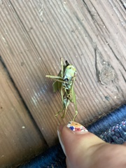 Pterophylla camellifolia