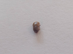 Coleoptera