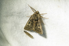 Tholera decimalis